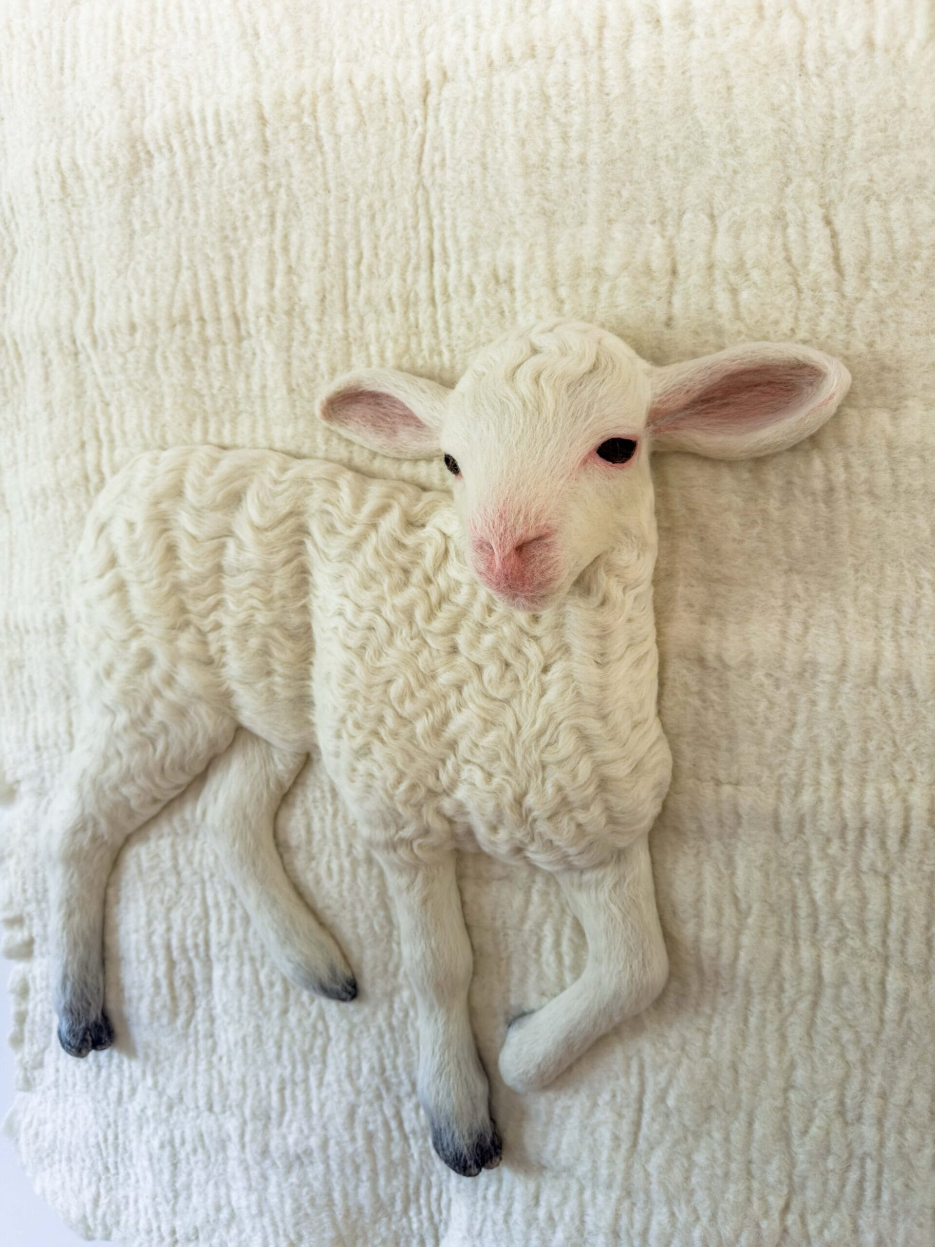 a detail photo of a white wool lamb sculpture on a white wool backdrop with pink ears, nose, and pink rimmed eyes