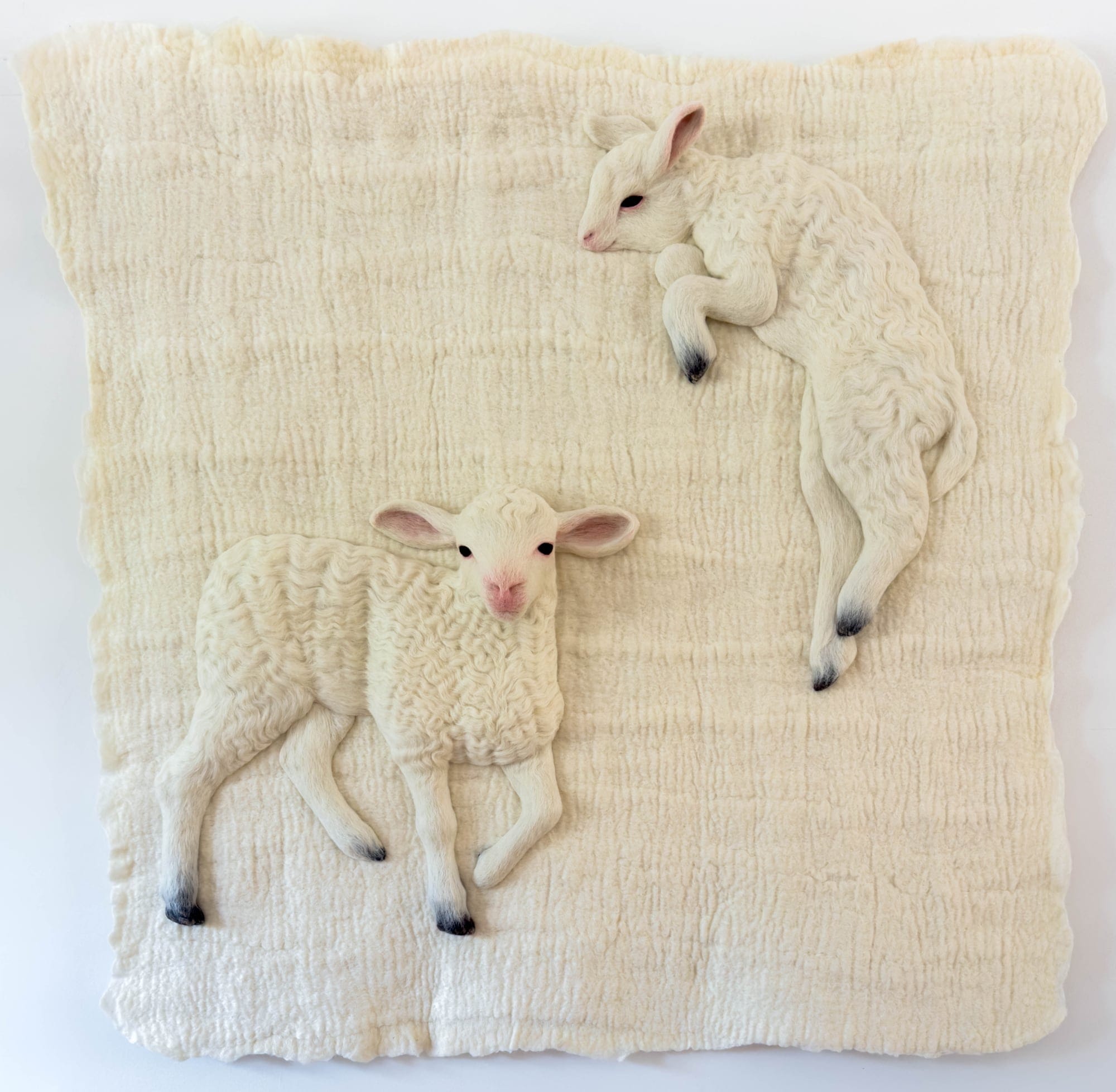 two white wool lamb sculptures on a white wool backdrop with pink ears, nose, and pink rimmed eyes