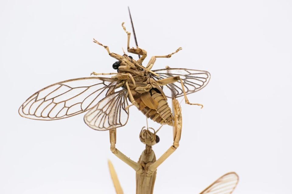 a meticulously detailed wooden sculpture of a mantis holding up a cicada in its arms