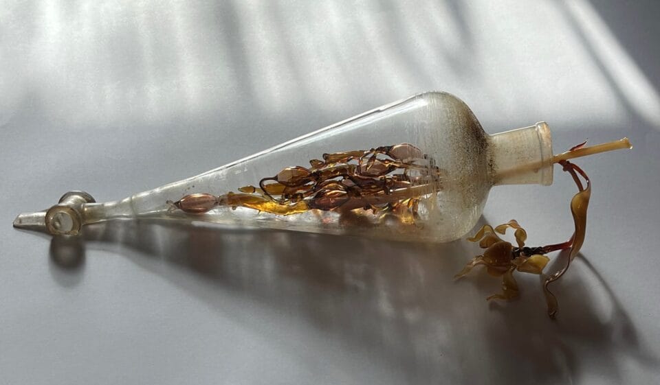 a glass sculpture of seaweed inside of an old glass bottle